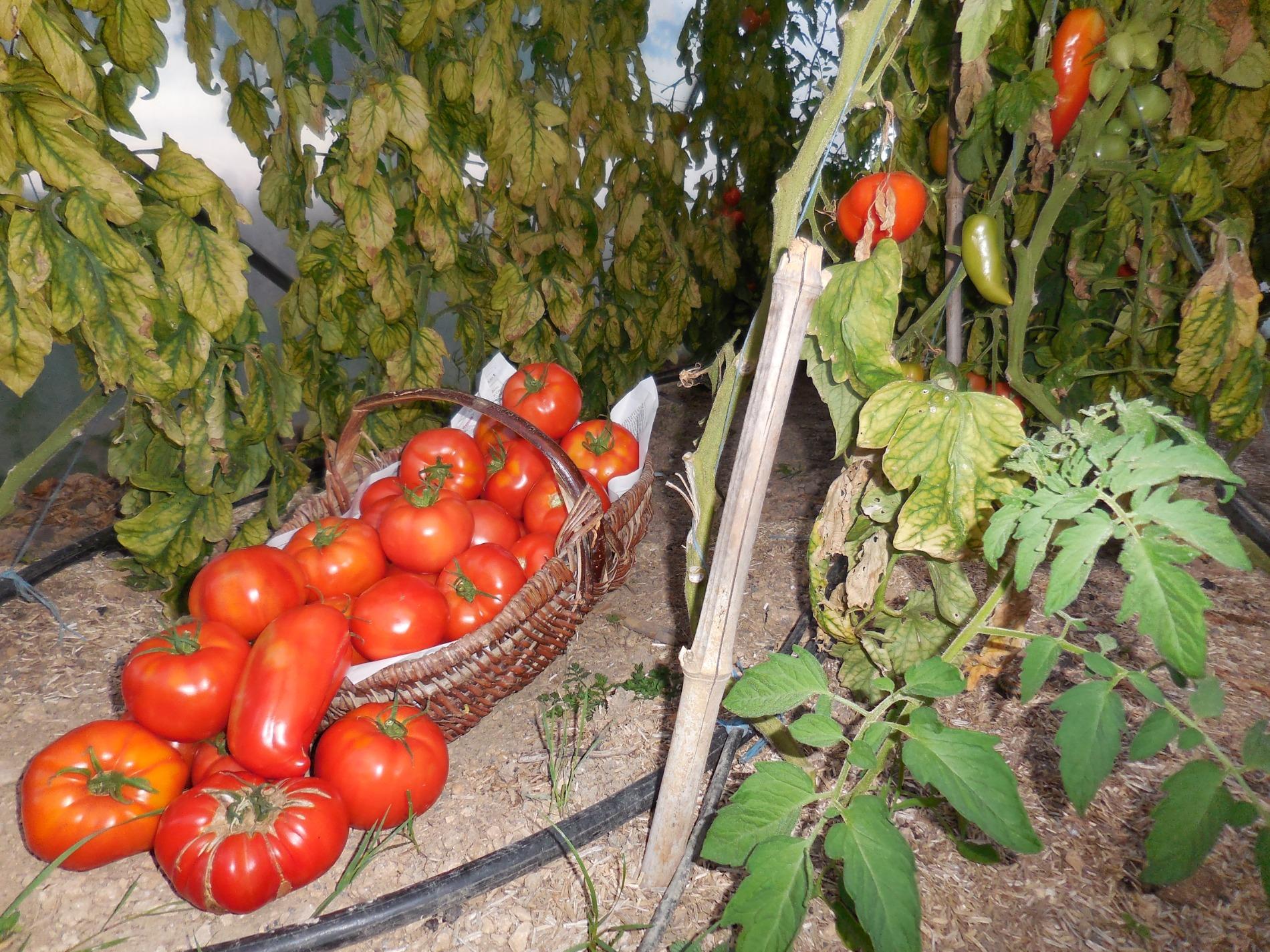 Les chutneys de tomates