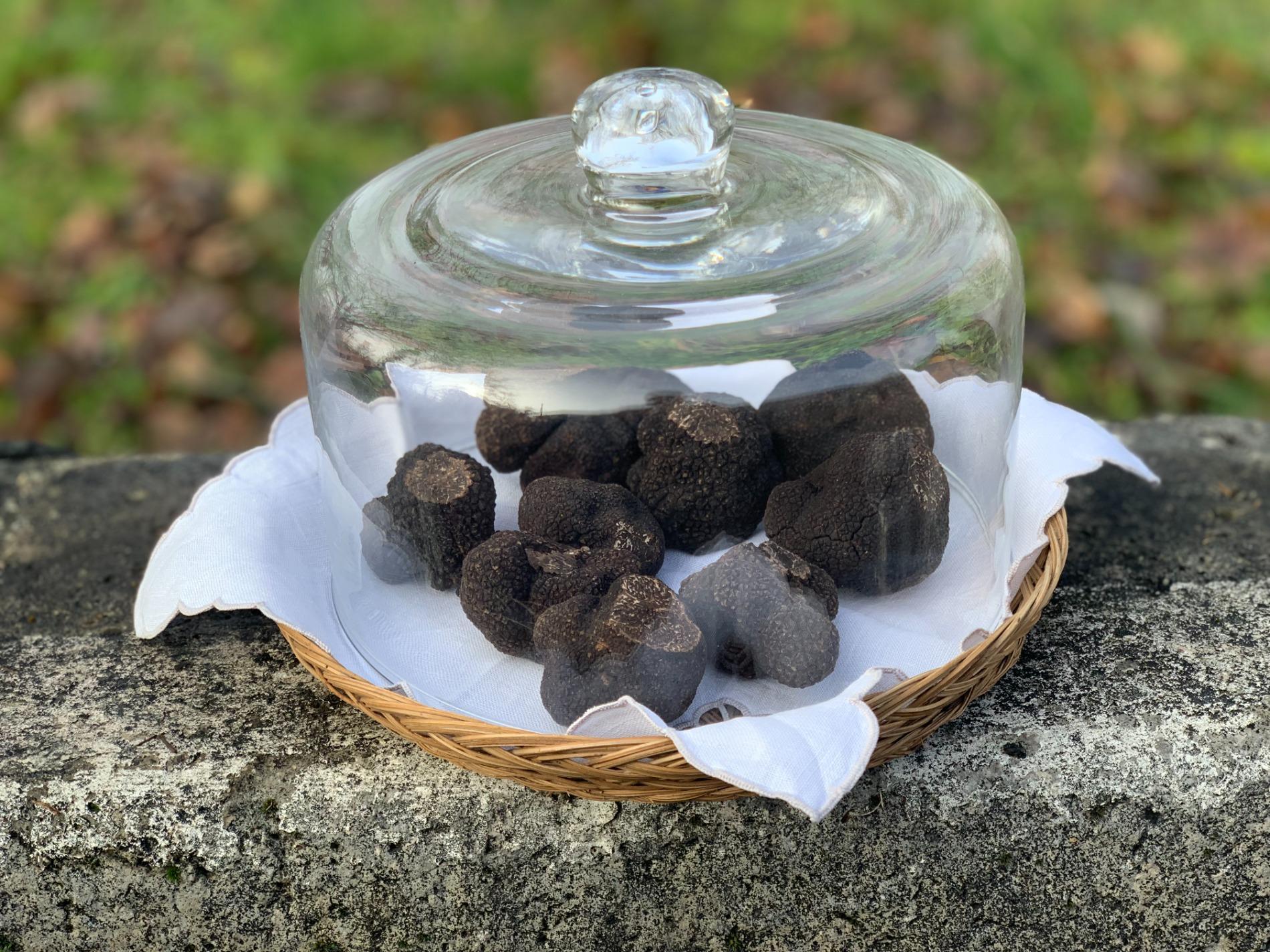 Saison des truffes noires 2023/2024
